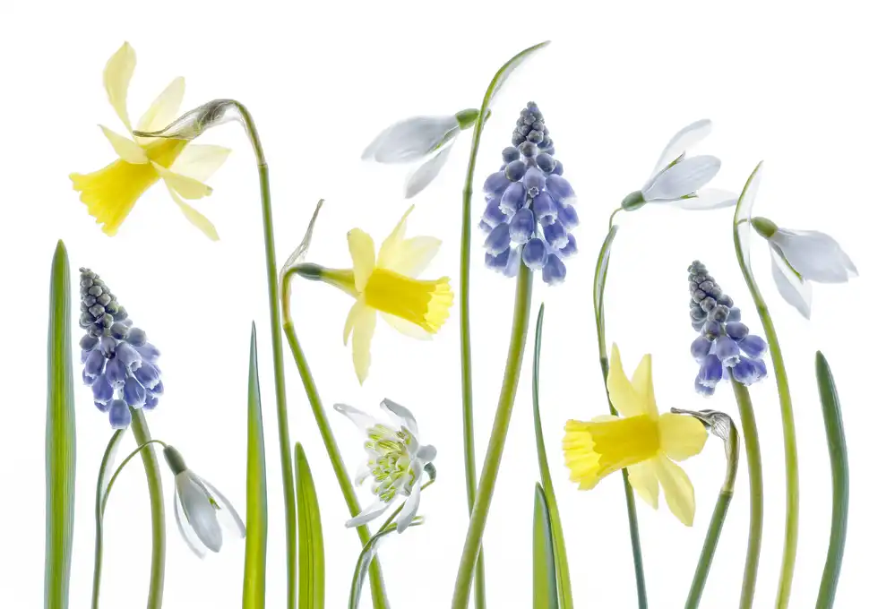 Disher, Mandy: Printemps