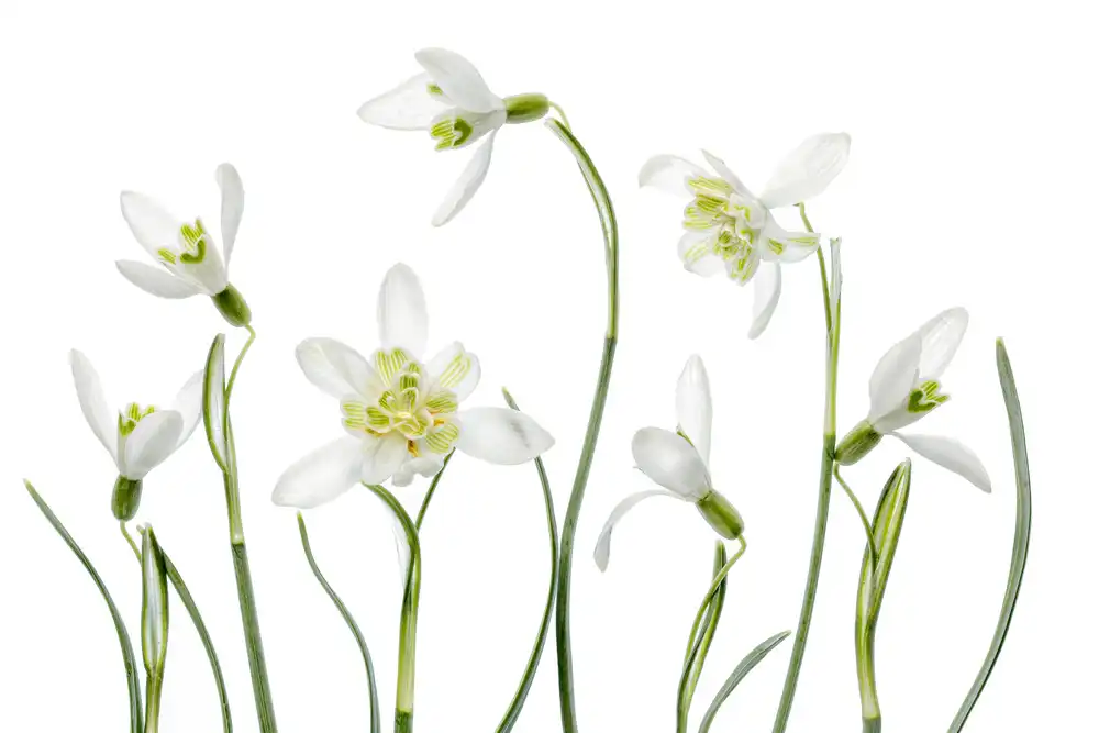 Disher, Mandy: Perce-neige de printemps