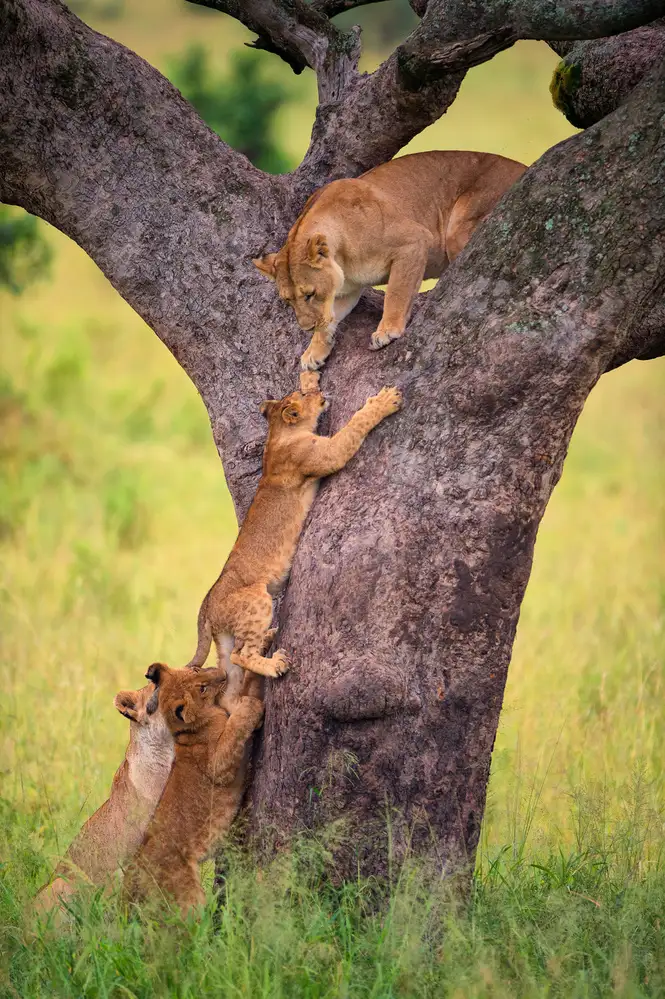 Alnaser, Mohammed: Climbing Cub