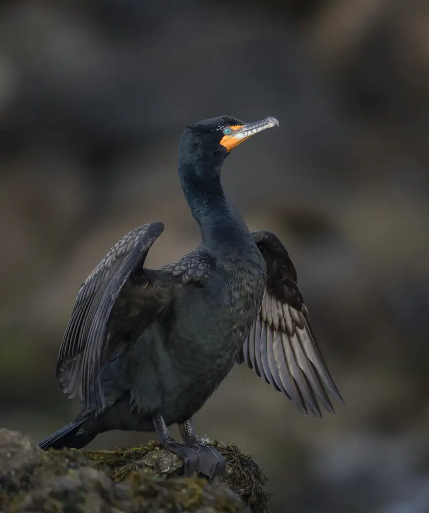 Barsh, Greg: Show-Off