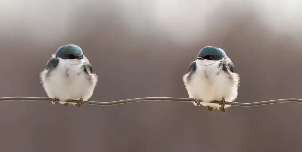 Gagnon, Lucie: Pájaros en un alambre