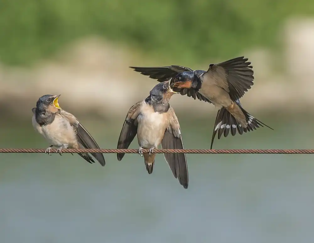 Moshe, Mallal: swallow