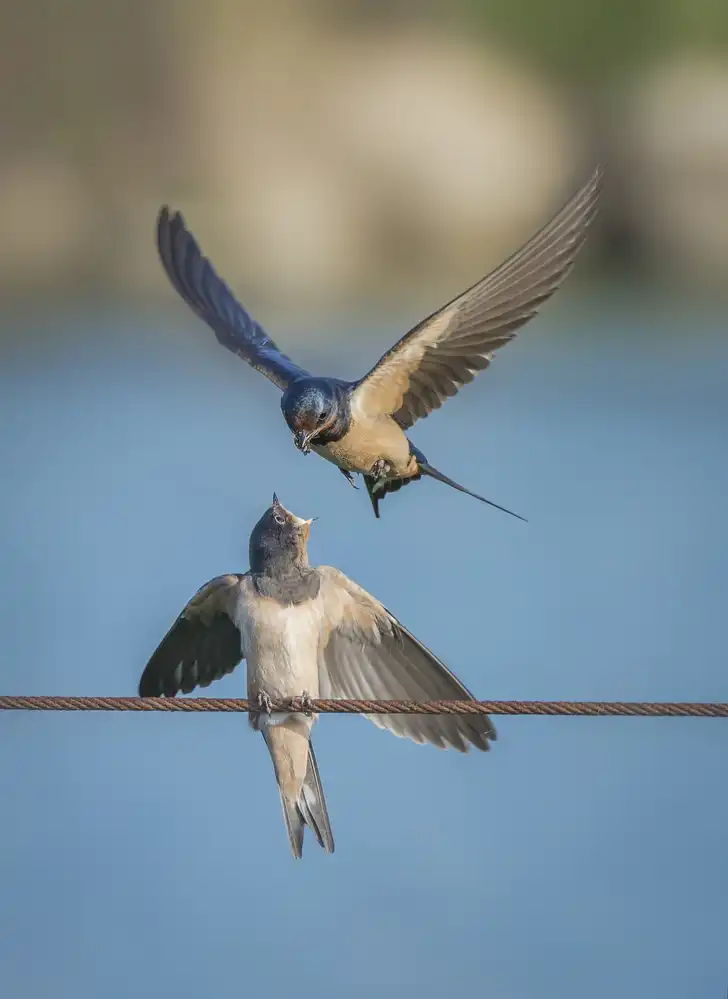 Moshe, Mallal: feeding