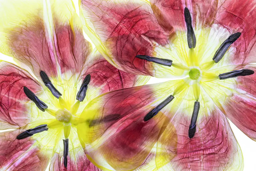 Disher, Mandy: tulipanes