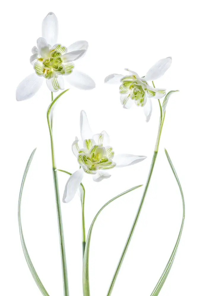Disher, Mandy: Galanthus Flore Pleno