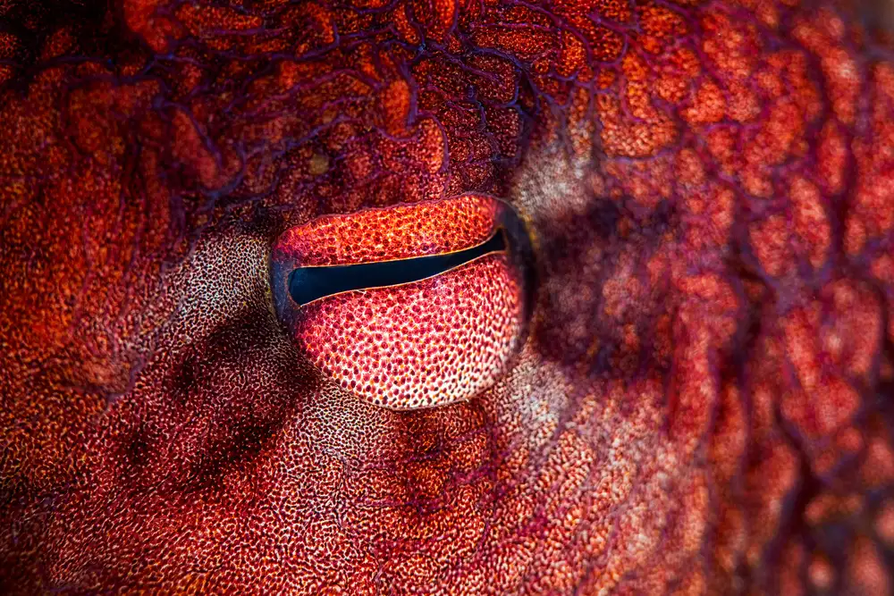 Gabriel, Barathieu: Octopus Eye