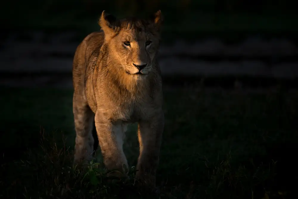 Schwartz, Yair: Cub at morning
