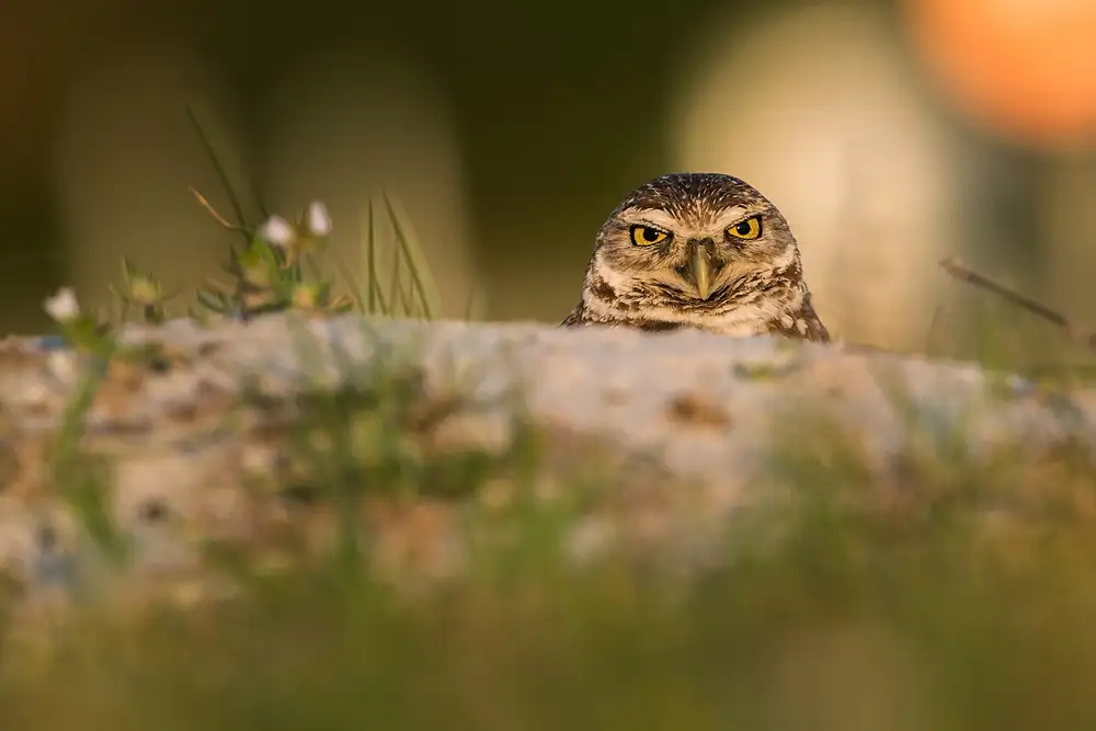 Kralik, Rostislav: Sova hrabavá (Athene cunicularia)