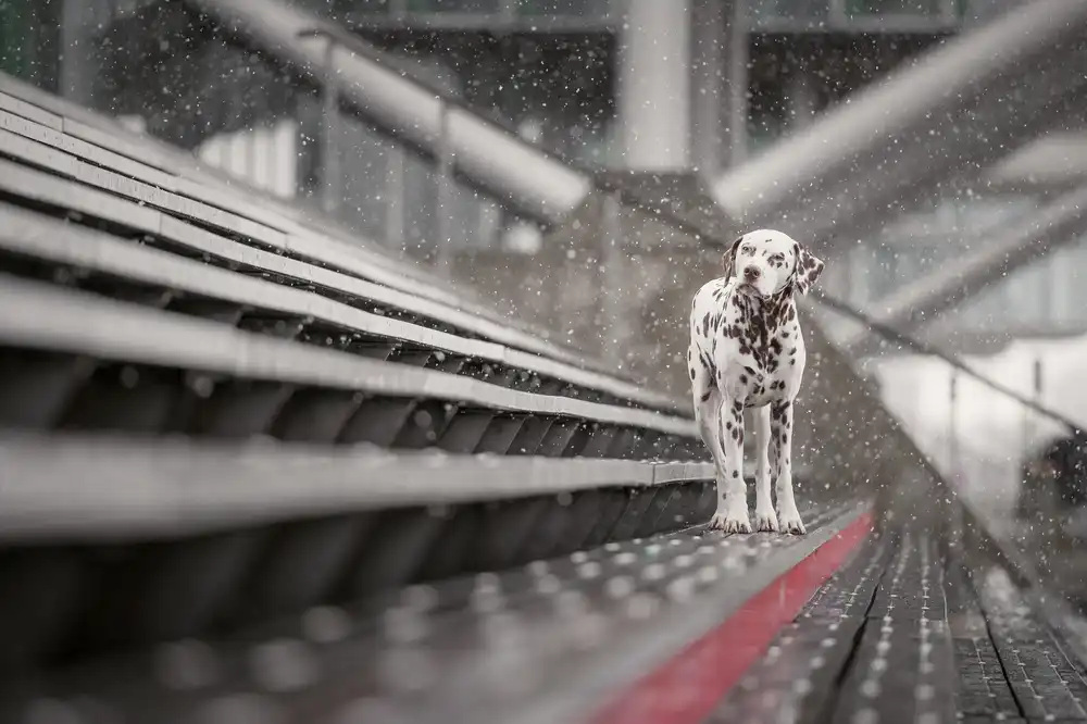 Willers, Heike: A volte nevica ad aprile...