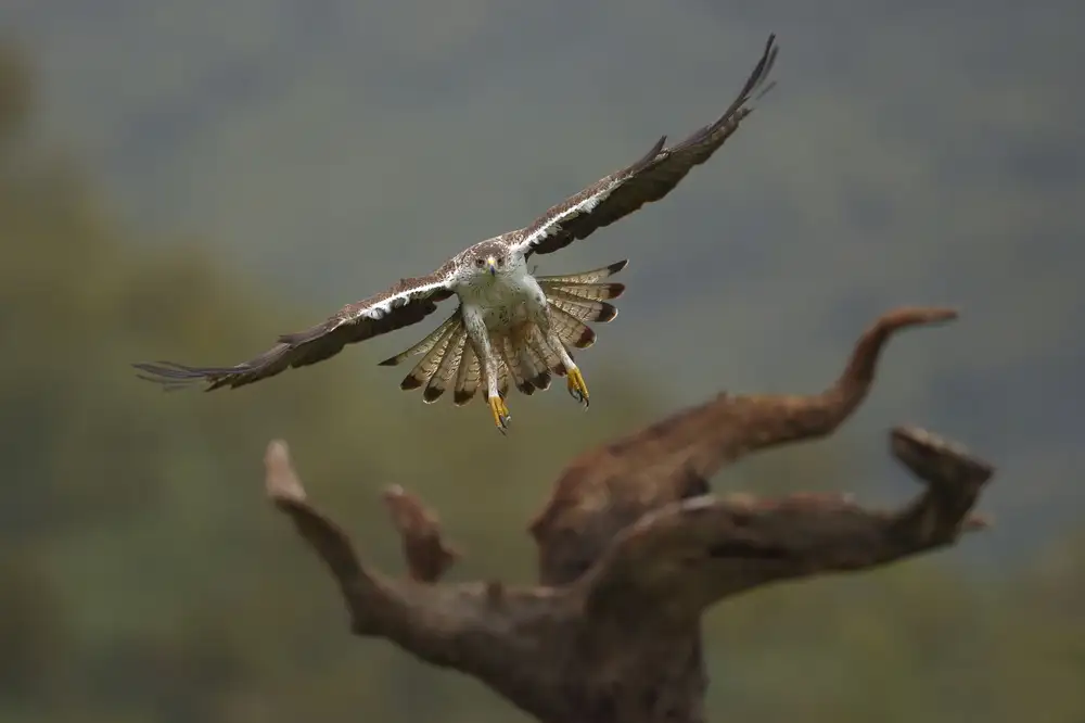 Rayco: Aquila fasciata