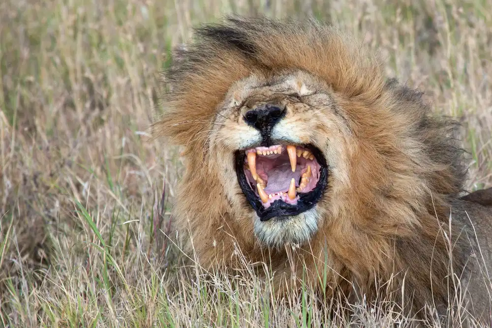 Catta, Alessandro: Roaring Lion