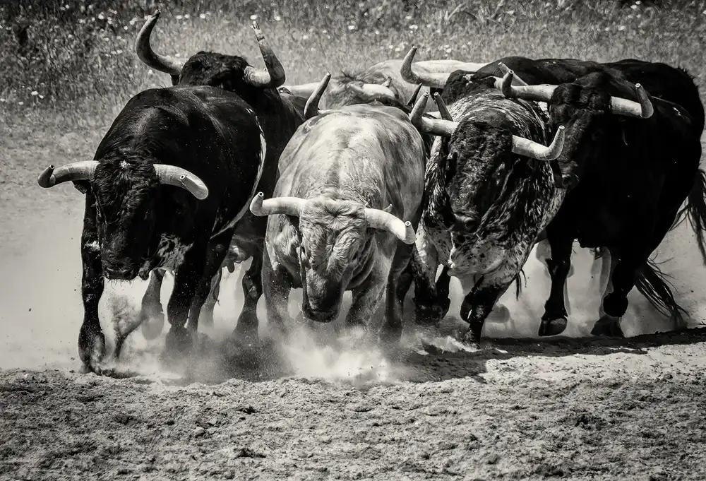 Koer, Jaap: toros