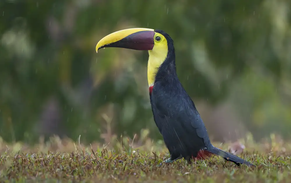 Barsh, Greg: Rainy toucan