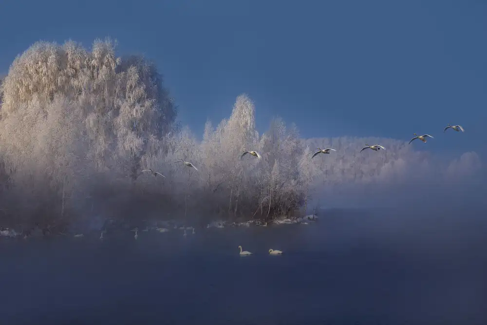 Kupratsevich, Dmitry: Labutí jezero