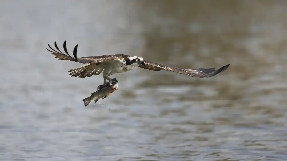Chang, Phillip: Successful catch