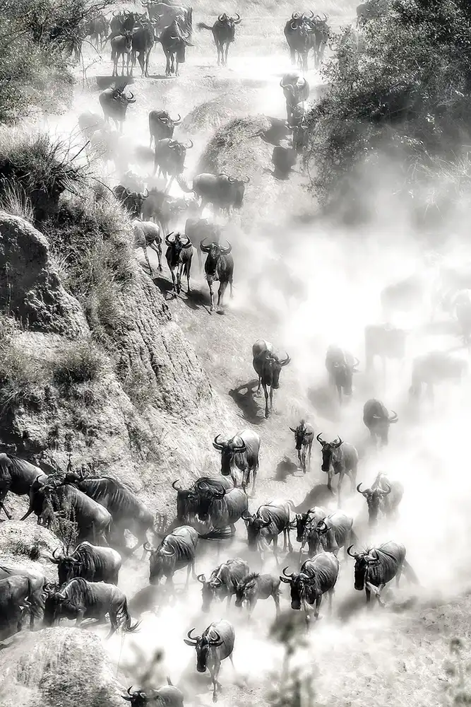 Zhu, Hua: Great Migration