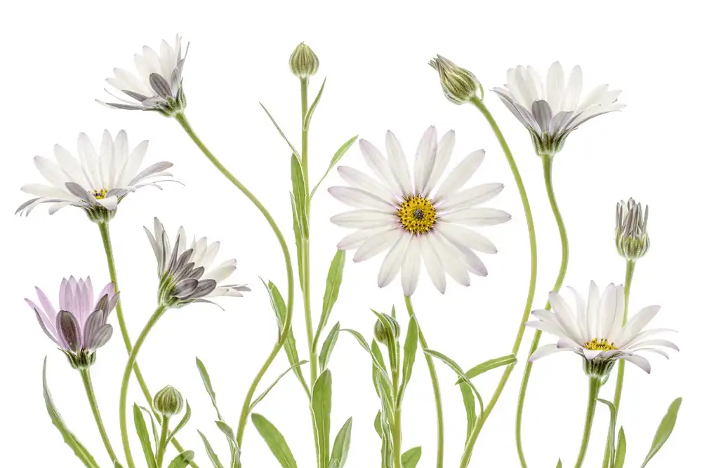Disher, Mandy: Marguerites du Cap