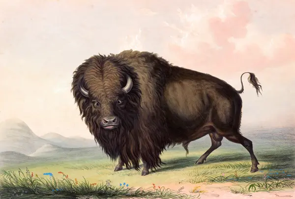 Catlin, George: Bison