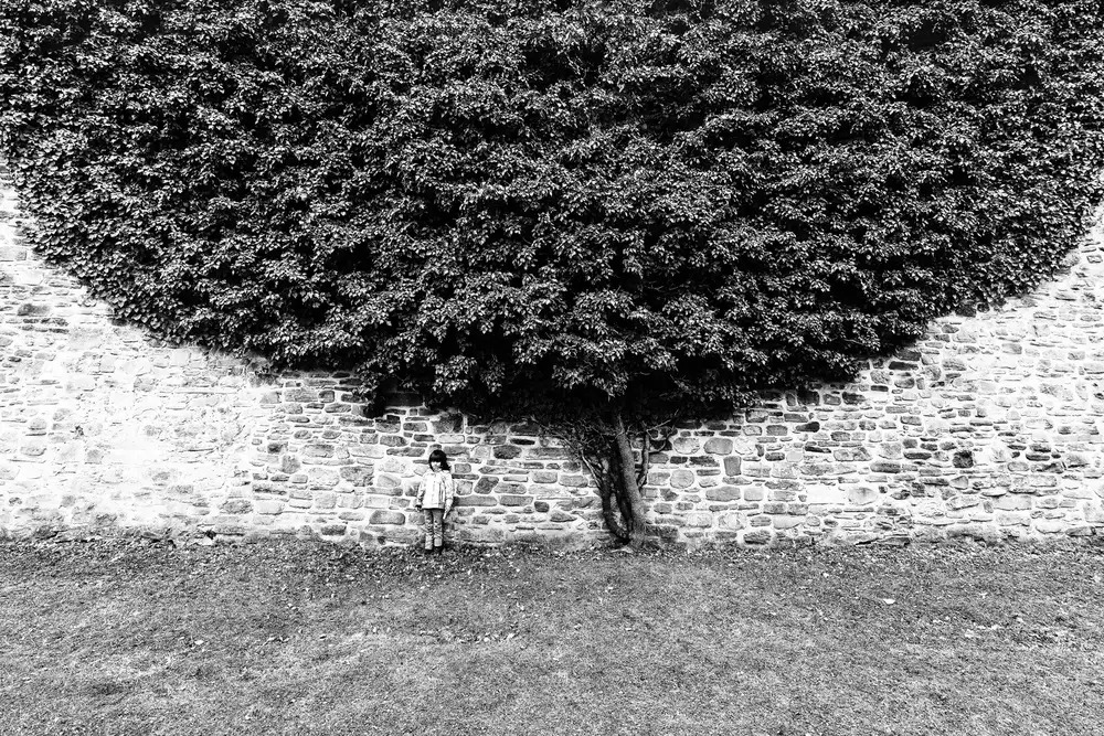 Cinteza, Marius: Sous l'arbre