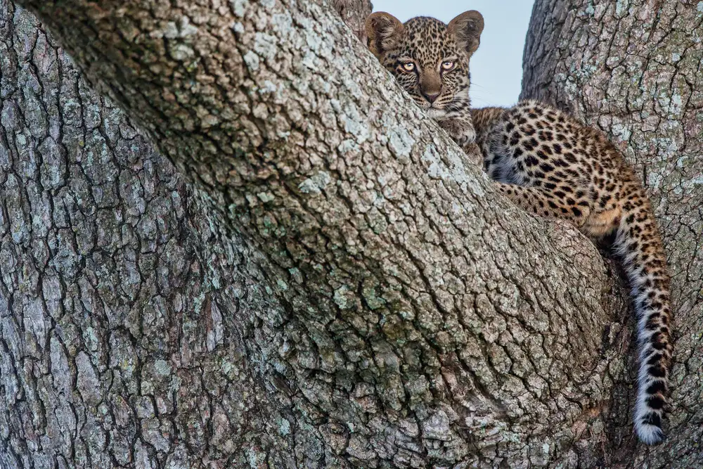 Catta, Alessandro: Young Leopard