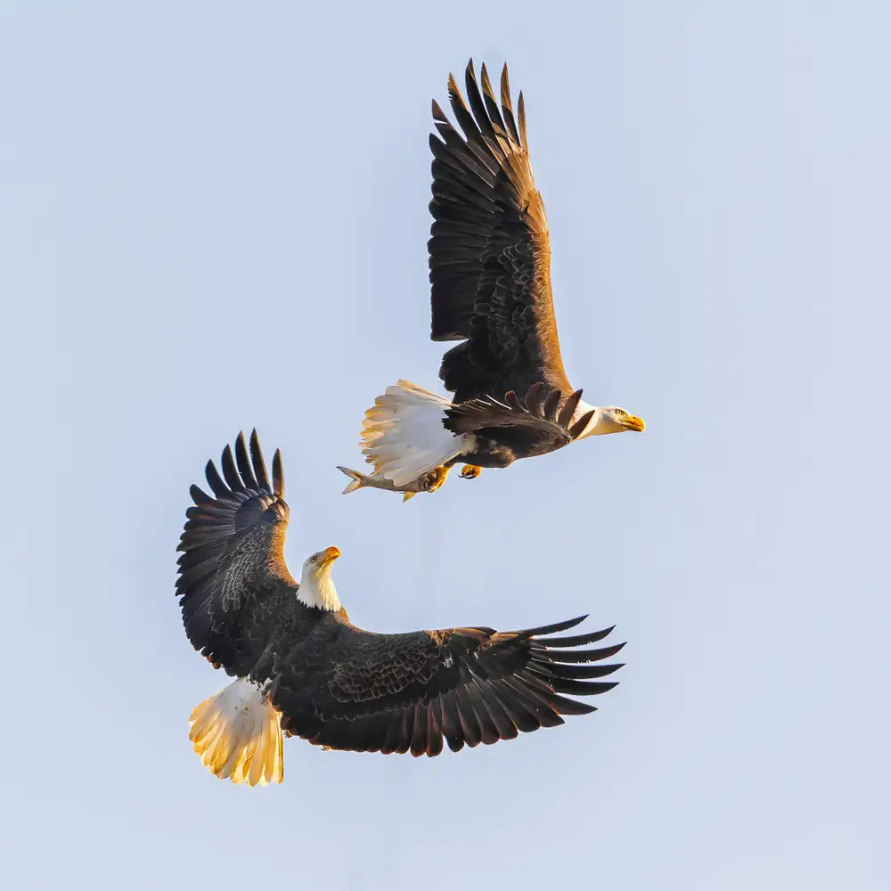 Li, Rob: Morning Chase
