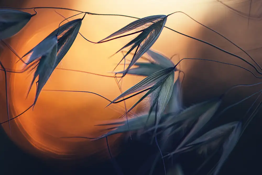 Dim, - Dimitar: Atardecer