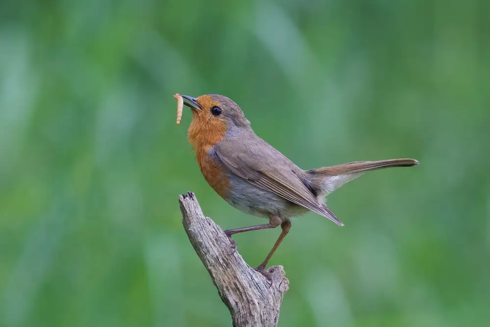 Cooper, Ray: Robin Redbreast