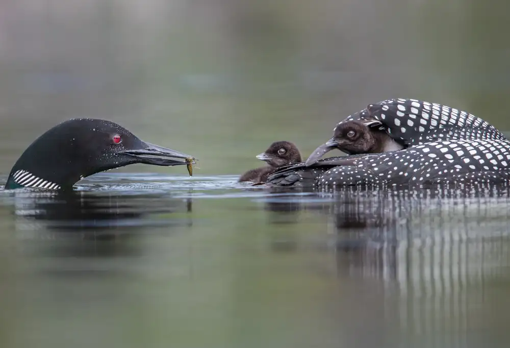 Barsh, Greg: Family dining