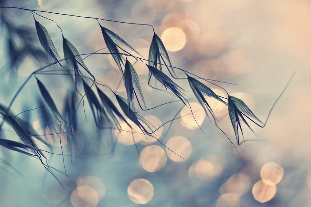Dim, - Dimitar: ...<<<