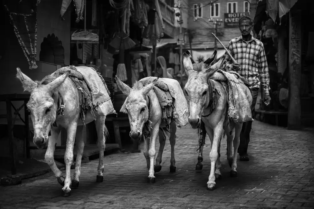 Stranak, Pavol: Hirte in den Straßen von Pushkar