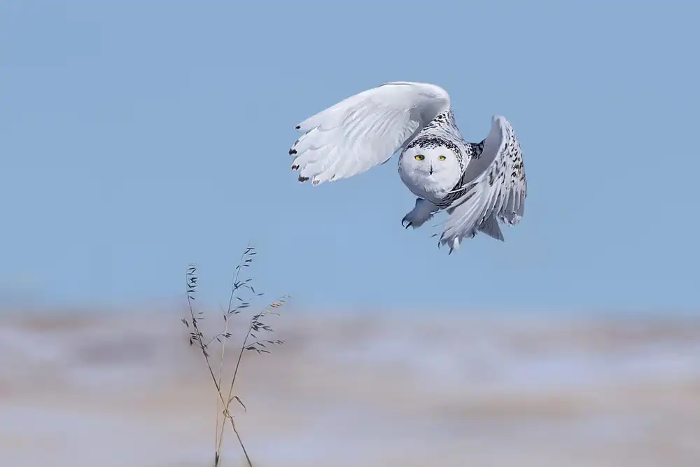 Zuo, Jun: Harfang des neiges