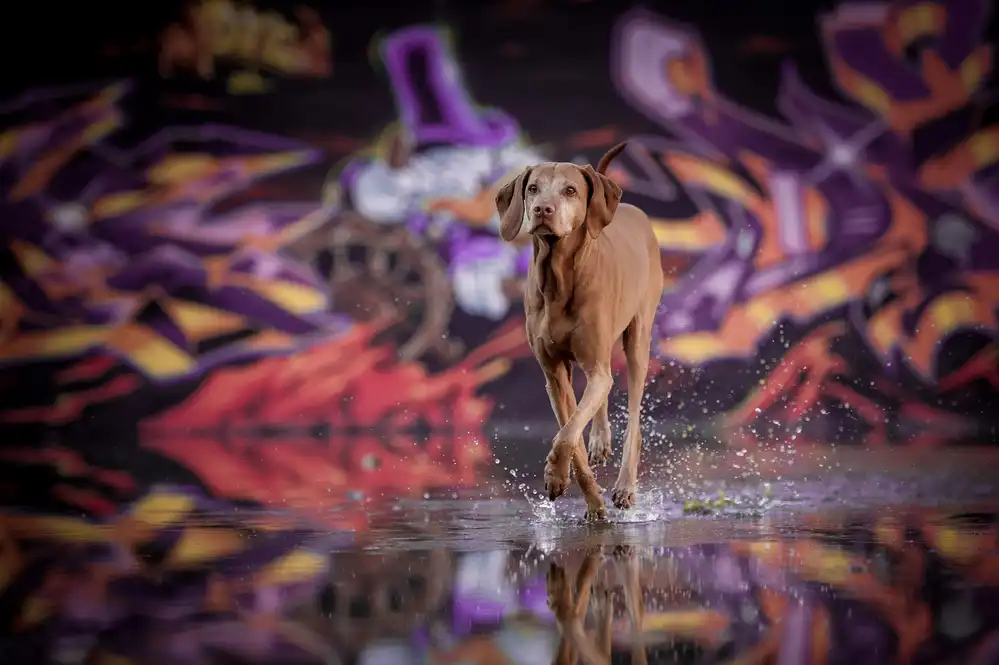 Willers, Heike: Ballerina nell'oscurità