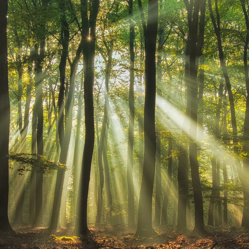 Haaksma, Piet: Sonniger Start in den Tag ........