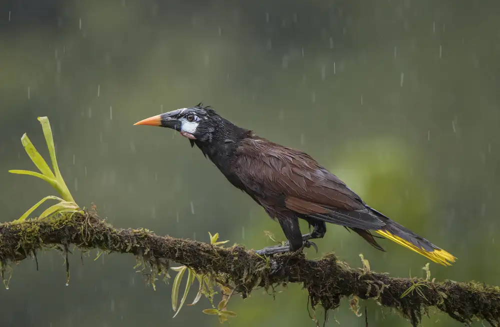 Barsh, Greg: Wet Oropendula