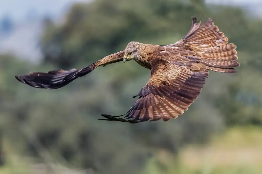 Tamajo, Massimo: Black kite (Milvus migrans)