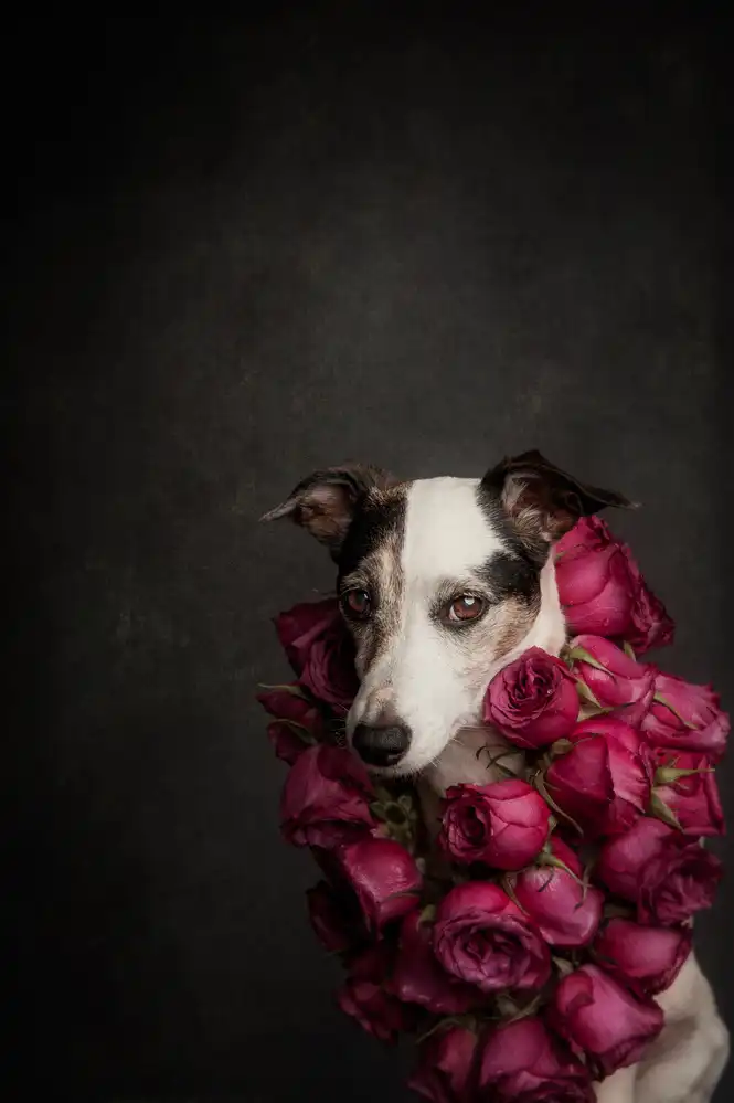 Willers, Heike: Regina delle rose II