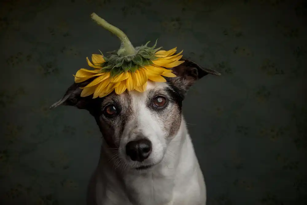 Willers, Heike: Si rende conto che assomiglia ad un girasole....