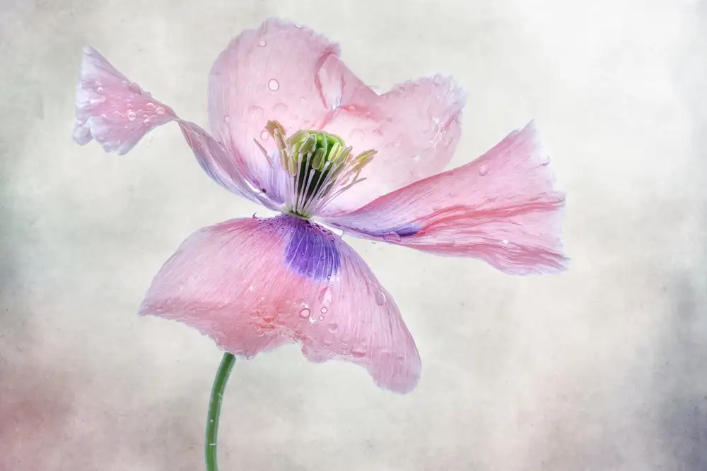 Disher, Mandy: amapola pastel