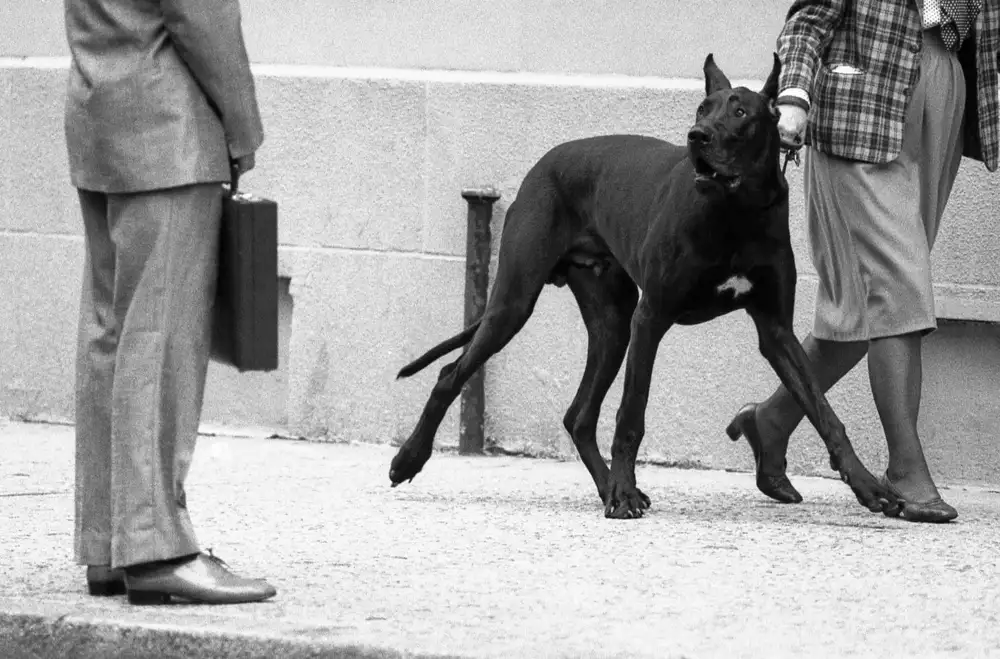 Matthes, Dieter: Guardia del corpo dell'alano (dalla serie Il ragazzo incontra la ragazza)