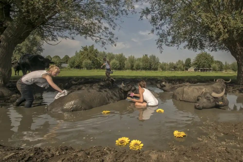 Bosch, den Gert: Water buffalo beauty centre