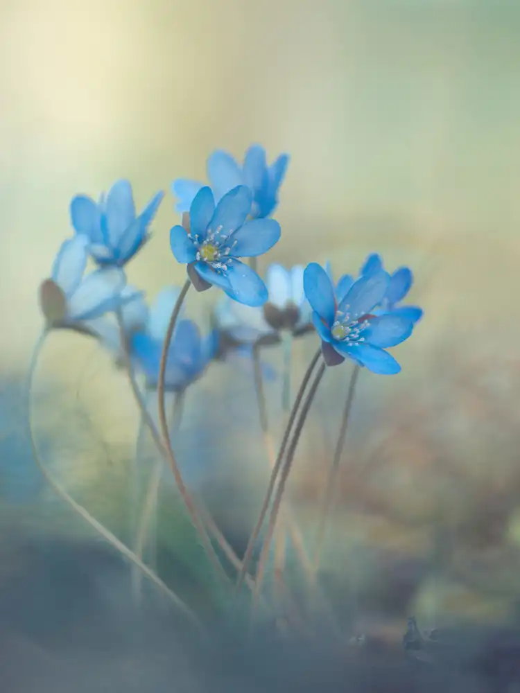 Zandersons, Davis: Vzpomínky na jaro