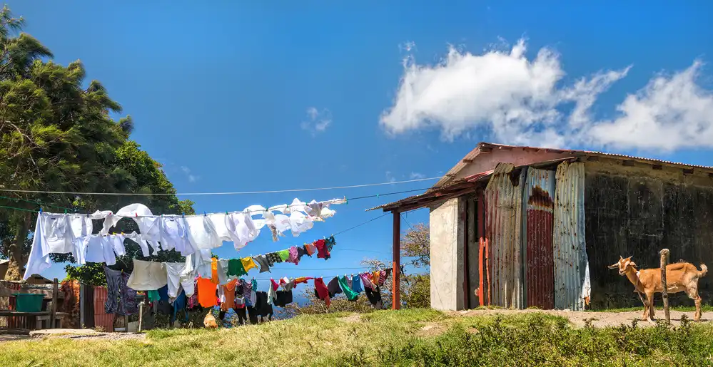 Galon, Derek: portrait d'une chèvre regardant la corde à linge