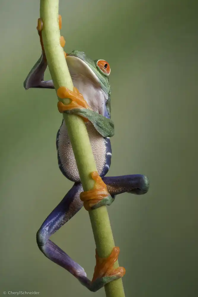 Schneider, Cheryl: Ascendant
