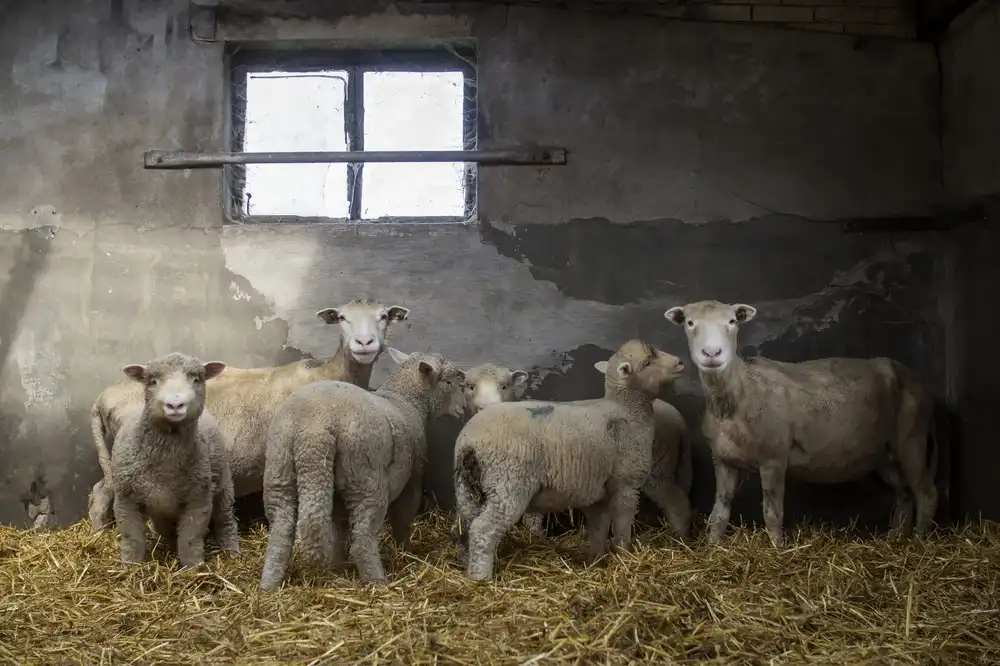 Bosch, den Gert: Sheep-ish