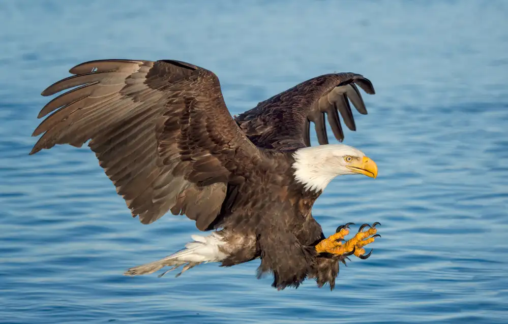 Schneider, Cheryl: Aigle pêcheur