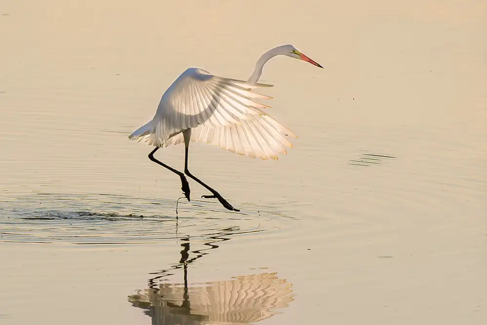 Li, Rob: Ballet on the water