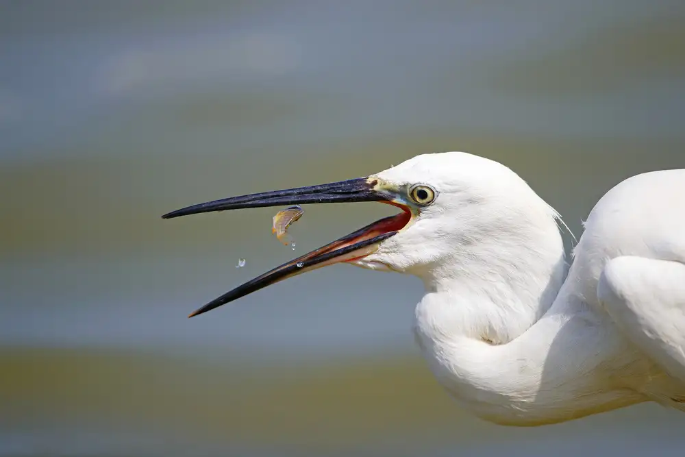 Waldmann, Shlomo: Aigrette garce avec déjeuner