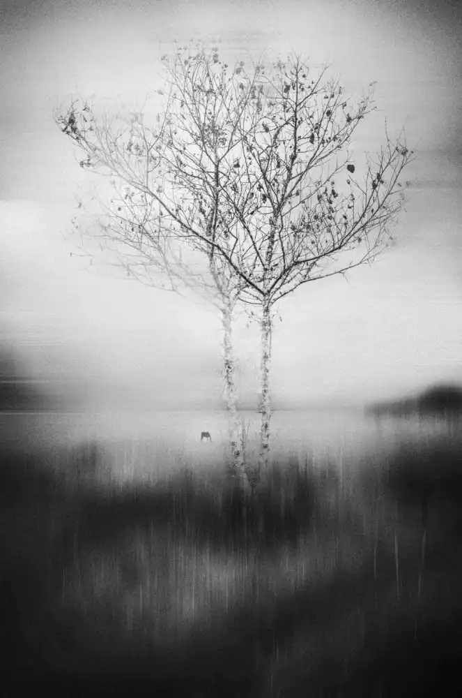 Acevedo, Pérez Lisandro: Cet arbre