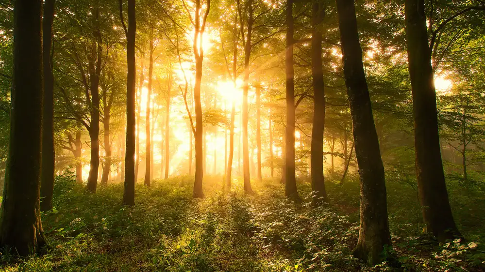 Løndal, Leif: Luce nella foresta.
