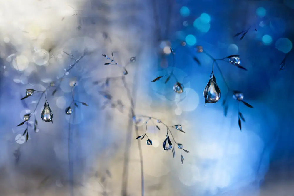 Westum, Heidi: Pluie bleue